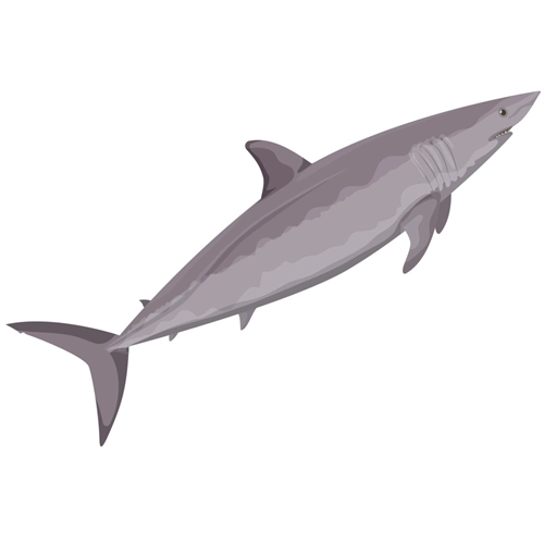 Under the Sea Theme Shortfin Mako Shark Transparent Sticker
